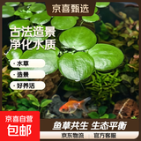 疯狂水草浮萍水草水上和鱼共养金鱼缸造景古法养鱼净化水质水芙蓉 圆心萍10颗
