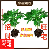 【八方来财】发财树鸭脚木盆栽四季常青桌面防辐射花卉盆景 八方来财【水培2颗】 送肥料