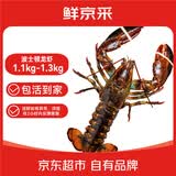 鲜京采 鲜活波士顿龙虾 净重1.1-1.3kg/只 鲜活到家 源头直发 