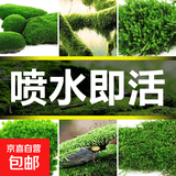 高端草皮鲜活苔藓微景观植物盆景盆栽水陆缸假山造景材料短绒青苔 特级短绒藓(13*8cm)2片