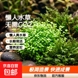 鱼缸水草造景淡水水草养鱼水草植物懒人真水草冷水水草坨草造景 （以长根）趴地高珍珠坨草2+营养草泥底座2