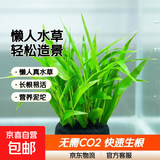 鱼缸水草造景淡水水草养鱼水草植物懒人真水草冷水水草坨草造景 （以长根）南美青竹坨8+营养草泥底座8