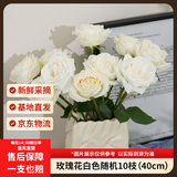 京东鲜花玫瑰花白色随机品种10枝40cm起发山东如意基地鲜切花鲜花源头直发