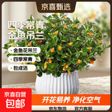 四季常青金鱼花吊兰盆栽室内绿植花卉多肉植物发财树好养易活客厅 金鱼吊兰21-29棵+白色陶瓷盆