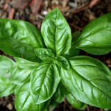 寿禾家庭花草盆栽香草植物迷迭香百里香甜罗勒九层塔阳台种植盆栽苗 罗勒幼苗 5棵+1棵