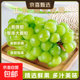 海南正宗阳光玫瑰葡萄脆甜青提无籽晴王葡萄新鲜现摘葡萄尚进 净重3斤特级果（单果10-12g）