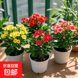 虎刺梅盆栽室内阳台常年开花植物铁海棠盆栽好养易活花卉 【红色+粉色+黄色】虎刺梅【原盆原土】3盆