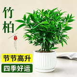 京云梦竹柏盆栽平安竹室内耐驱蚊客厅室内绿植栽条纹源头直发
