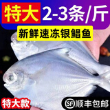 新鲜银鲳鱼白鲳鱼扁鱼平鱼海鱼鲜活冷冻水产海鲜小鲳鱼昌鱼平鱼 3斤装【3-4条/斤】
