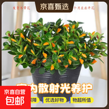 四季常青金鱼花吊兰盆栽室内绿植花卉多肉植物发财树好养易活客厅 金鱼吊兰【整盆20-30颗】原盆土