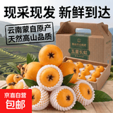 京喜加正宗云南蒙自高山五星长虹甜枇杷新鲜采摘孕妇止咳化痰水果 2斤尝鲜装（单果重20克+）