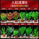 疯狂水草鱼草缸水草造景水草植物直接入缸火山石40-60cm缸源头直发包b