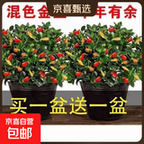 四季常青金鱼花吊兰盆栽室内绿植花卉多肉植物发财树好养易活客厅 金鱼吊兰原土盆【买1送1发两盆】