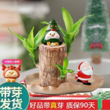 绿荫巷子带芽巴西木水培植物幸运木桌面绿植盆栽办公室室内水养小盆栽景 带芽【荷叶陶盆】戴帽小宠2个 【大号】直径7-8厘米 含营养液
