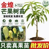 芥圃芒果树苗官方旗舰嫁接芒果苗大金煌芒四季红贵妃四季南方种果树苗 金煌芒果苗【带土带叶 只卖真苗】 2年苗 高度：60-80公分