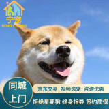 宁宠 日本柴犬幼犬活体小柴犬宠物狗狗活体犬小狗幼崽活物秋田 宠物级 公