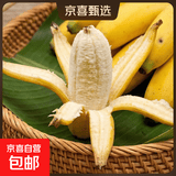 京喜加广西小米蕉自然熟新鲜水果现摘香蕉芭蕉苹果蕉当季香甜粉糯现摘 带箱2斤