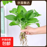 【绿萝】懒人水培绿植九里香绿萝文竹室内易养净化空气花卉盆栽 绿萝5颗【不含盆】土培水培皆可10-15cm