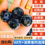 欧悟【买2颗送1颗】嫁接车厘子树苗大樱桃树苗盆栽果树苗木南北方种植 甜蜜蜜蓝莓树苗 6年苗当年结果