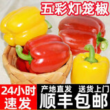 农大姐妹【顺丰上门】彩椒 甜椒 新鲜蔬菜五彩椒 寿光蔬菜水果椒 灯笼椒 新鲜现摘红+黄椒4.5斤