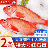 朵芙 海参斑鱼 多规格 红鱼净重 红石斑鱼大眼鱼富贵鱼深海鱼生鲜鱼类 特大红鱼4.4-5.2斤（共2条）