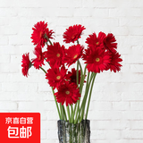 顺丰冷链弗朗花非洲菊太阳花仙气粉色生日礼物鲜花七夕情人节 非洲菊-红色系10枝