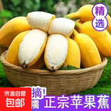 京喜加正宗苹果蕉湛江新鲜香蕉软糯酸甜新鲜水果非小米蕉 （带箱9斤）净重8.4斤