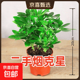 【八方来财】发财树鸭脚木盆栽四季常青桌面防辐射花卉盆景 八方来财20厘米4颗【原盆】 送肥料