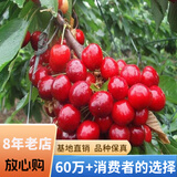 欧悟 正宗车厘子树苗 嫁接大樱桃苗盆栽地栽果树苗庭院阳台南北方种植 美早樱桃【粗2cm带分枝】