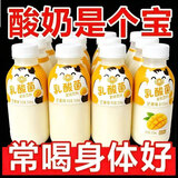 经典风味老酸奶0蔗糖0脂肪正宗乳酸菌风味饮料一整箱批发新日期 风味乳酸菌【310ml*24瓶】健康养胃