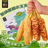 滇园（dianyuan） 云南西双版纳香糯小玉米礼盒装3斤 大号拇指玉米粗粮0添加 