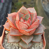迎虞花苑超大单头多肉植物带盆发蓝石莲红心莲吉娃娃巨型多肉组合盆栽清棚 大棵大和锦7cm) 简易塑料盆种好