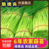 2026年头茬河南农家自种新鲜红帽长蒜苔 现摘现发 应季时令蔬菜 头茬鲜蒜薹 5斤装（长30到50公分 净重4.5斤）