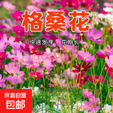 耐寒花种多年生野花组合种子四季开花花籽庭院易种活室外花卉 混色格桑花 250克