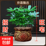 【八方来财】发财树鸭脚木盆栽四季常青桌面防辐射花卉盆景 八方来财20厘米4颗【發陶瓷盆】 送肥料