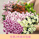 芊芊细语斗南基地直批发玫瑰鲜花全国速递配送女友礼物家用水养插花家庭 随机混色小雏菊5支多头多量+送保鲜剂