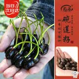 寿禾 开口碗莲种子水培已开口鱼缸植物荷花睡莲绿植 开口碗莲种子10粒