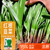 北蔬 紫根韭菜籽种子苗独根红宽叶蔬菜种籽 紫根韭菜种子10g约1800粒