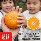 正宗四川高山沃柑新鲜当季水果大果桔子蜜橘砂糖柑橘整箱京东物流 【超值】带箱9斤果王（约净重8.6斤）