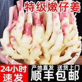 农大姐妹 嫩姜芽 新鲜大仔姜 现挖鲜姜 山东红姜芽净姜红芽大仔姜老醋鲜姜 5斤