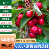 欧悟【买2颗送1颗】嫁接车厘子树苗大樱桃树苗盆栽果树苗木南北方种植 美早樱桃树苗 七年大苗（结果多）