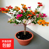 多色重瓣三角梅盆栽花苗耐寒老桩爬藤植物阳台庭院室内外好养花卉 精品多色 3年苗