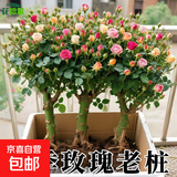 【精品】月季花老桩四季开花浓香型玫瑰老桩耐寒耐旱盆栽地栽花卉 【10颗装】精品月季花老桩（混色）四季开花