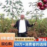 欧悟正宗烟台嫁接车厘子树苗大樱桃树苗南北方种植庭院阳台盆栽果树苗 10年大苗粗度4公分(品种留言)