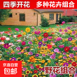 耐寒花种多年生野花组合种子四季开花花籽庭院易种活室外花卉 精品野花组合 500克（更实惠）