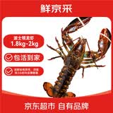 鲜京采 鲜活波士顿龙虾 净重1.8-2kg/只 鲜活到家 源头直发
