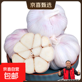 大蒜头出口品质网兜紫蒜蔬菜调料新鲜大果烧烤火锅食材 山东【精品网兜装】5斤装 净重2300g