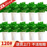 花行榜绿萝盆栽室内植物新房家用净化空气水培绿植花卉大叶吊兰源头直发