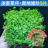 疯狂水草爬地矮珍珠5片水草植物鱼缸造景草坪趴地珍珠草阴性源头直发包邮