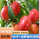 欧悟【买2颗送1颗】嫁接车厘子树苗大樱桃树苗盆栽果树苗木南北方种植 油桃树苗 6年苗当年结果
